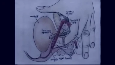 Sex Education Orgasm Training Video